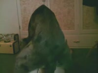 Nasty bitch takes in a huge dog cock inside her pussy